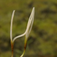 Blyxa octandra (Roxb.) Planch. ex Thwaites